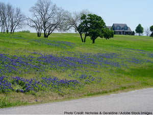 bluebonnetscredit