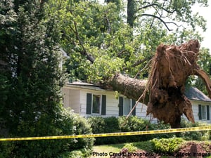 treeonroofcredit