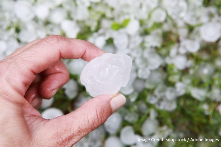 A hand holds a small round hailstone with hail-covered grass and leaves scattered in the background.