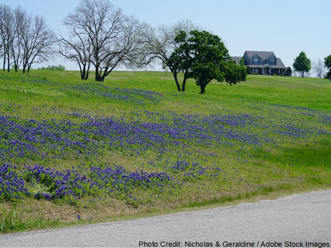 A suburban house sits beyond a rolling green hillside covered with vibrant purple bluebonnets beneath a clear blue sky.