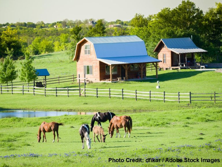 Wood barn and outbuilding with blue metal roofs, horses grazing in a green pasture, and a pond on a Texas ranch.