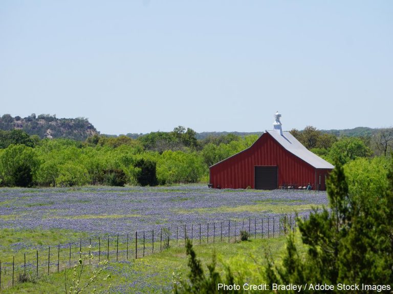 A red barn with a metal roof rises above a field of blue Texas wildflowers, backed by rolling hills and rocky bluffs.