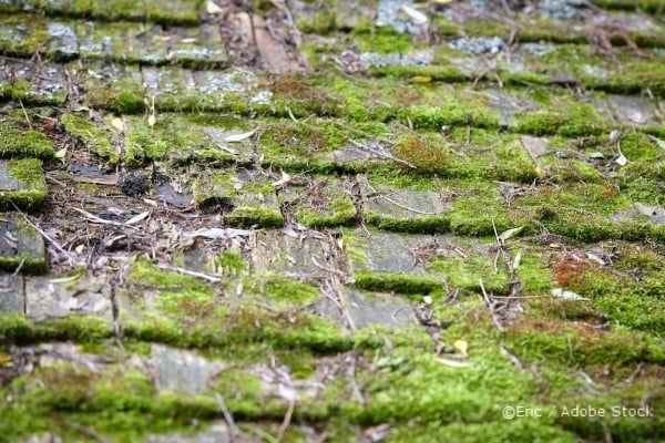 A close-up of old asphalt shingles covered in thick green moss, lichen, and scattered leaf debris.