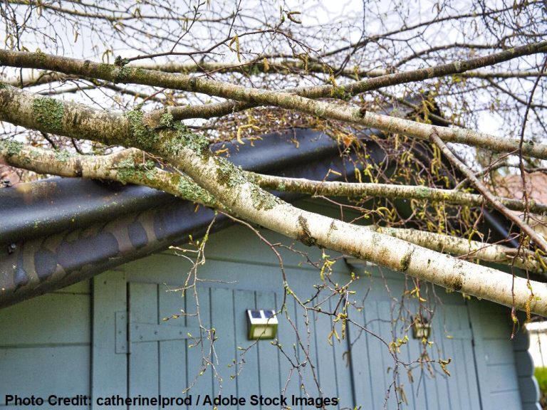 Several bare tree branches lie draped across a dark metal roof, resting against pale blue-gray wooden siding below.