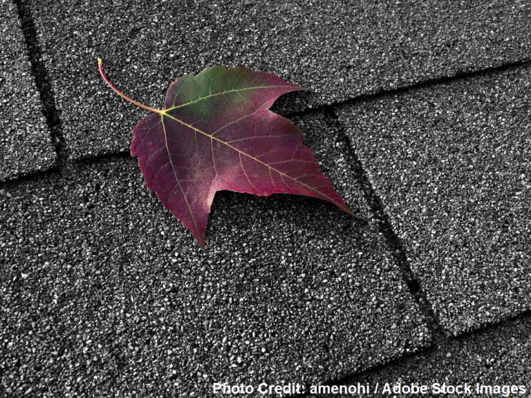 A single reddish-purple maple leaf lies across gray asphalt shingles, showcasing the roof's fine granular texture and seasonal color contrast.